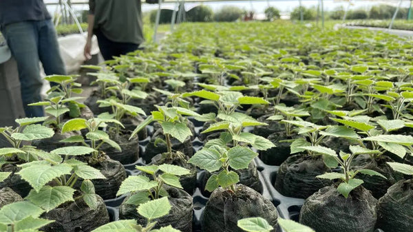 How to Plant Paulownia Root Cuttings: A Step-by-Step Guide
