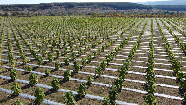 Is Paulownia Profitable? An Honest Look at the Numbers