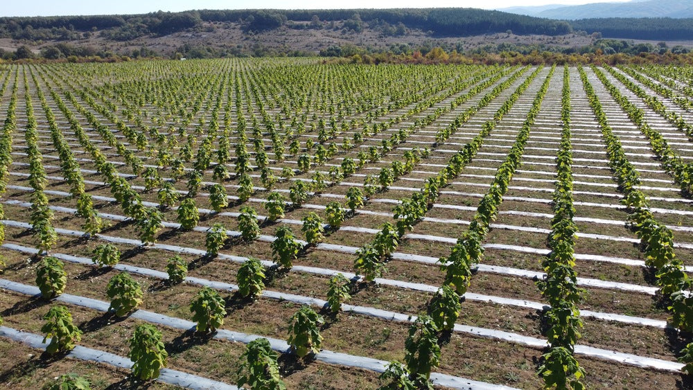 Is Paulownia Profitable? An Honest Look at the Numbers