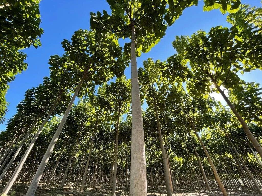 Paulownia and Carbon: What's Real and What's Hype