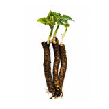 Paulownia 9502 Hybrid Roots Cuttings