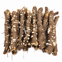 Paulownia 9502 Hybrid Roots Cuttings