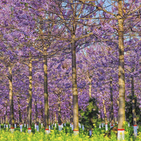 50 PCS Paulownia 9503 Hybrid Roots Cuttings (Pre-Order)