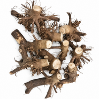 Paulownia Fortunei Bare-Root Stumps