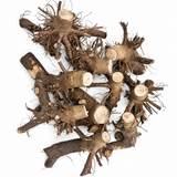Paulownia Fortunei Bare-Root Stumps