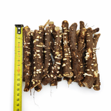 50 PCS Paulownia 9503 Hybrid Roots Cuttings (Pre-Order)