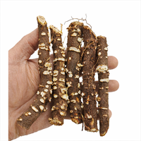 50 PCS Paulownia 9503 Hybrid Roots Cuttings (Pre-Order)