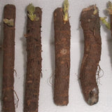 50 PCS Paulownia 9503 Hybrid Roots Cuttings (Pre-Order)